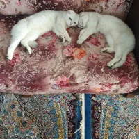 گربه