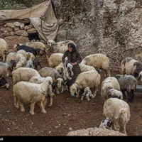 پرواربندی افشار عرضه گوسفند چاق نر بهداشتی
