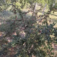 آلوچه برای آفتابی و دودی کردن