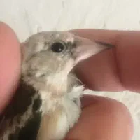 جوجه سهره نر