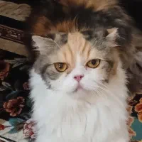 گربه دختر برای جفت گیری