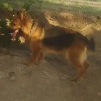 فروش سگ ژرمن