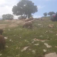 میشو بره هابزرگ ده تاش مایل به معاوضه باتراکتور