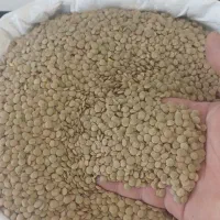 عدس ریز ودرشت