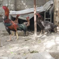 فروش بز