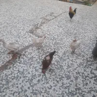 مرغ خروس جوجه واردک در ریگان