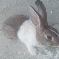 خرگوش