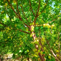 باغ-ساحلی-جنگلی-با-مجوزات-و-سندتک-برگ-ایچی-برکان