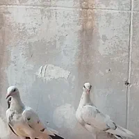 5تا جوجه بومب پرشی
