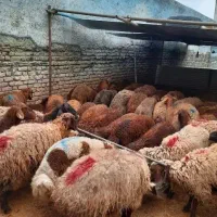 100/100پرگوشت و تضمینی گوسفند زنده