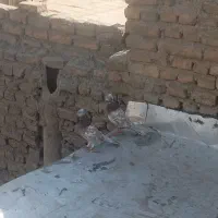 کفتر گرگی