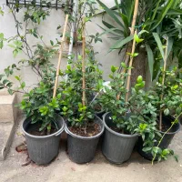 گل یاس جاسمین