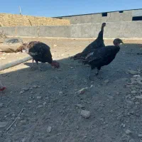 بوقلمون