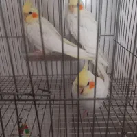 ۳عدد عروس هلندی
