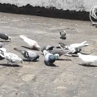 ۱۵تا کبوتر   طوقی ۵ملیون