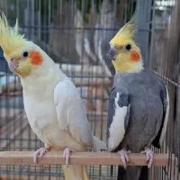 عروس هلندی جفت مولد با جوجه