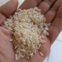 برنج کامفیروزی اعلا