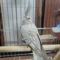 عروس هلندی