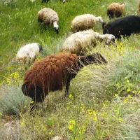 فروش هم رقم گوسفند جوان برای قربانی مکان ماکو