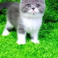 بریتیش اسکاتیش بلو سفید