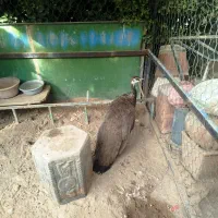 فروش طاووس ماده
