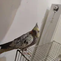 عروس هلندی جفت|پرنده|مشهد, ایثار|دیوار