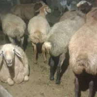 کوسفند‌از۶۰عددخودت‌۳۵‌تابردار