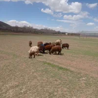 ۱۳راس بره مناسب نگهداری