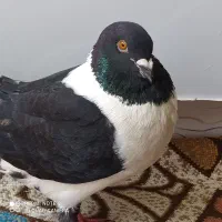 چند تا کفتر رنگه نسل دار