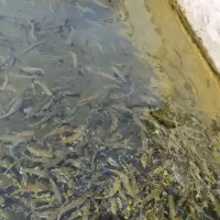 بچه ماهی ایرانی قزل آلا