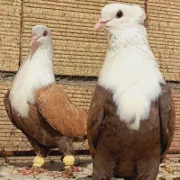 کلاغ سرسفیدکله سفید کربلایی اس اس
