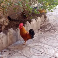 خروس