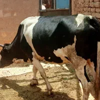 گاو گوشتی