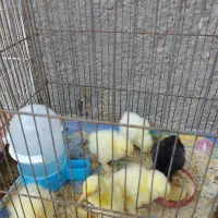 جوجه