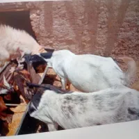 بز مری گوش دراز