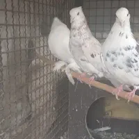 کبوتر