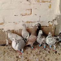 کبوتر|پرنده|گناباد, |دیوار