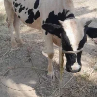 دو راس گاو نر