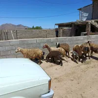میش وبره..|حیوانات مزرعه|الیگودرز, |دیوار