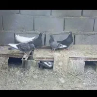 چند تا کبوتر و چند تا جوجه کبوتر