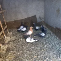 جوجه سینه سیاه و زرد