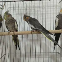 عروس هلندی