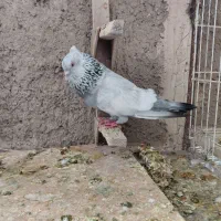 کبوتر