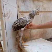 فروش خروس سه ماهه