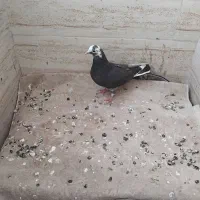 کفتر|پرنده|اصفهان, رهنان|دیوار