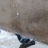 پرنده