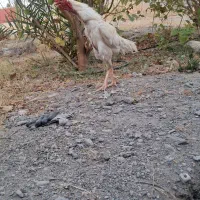 سلام به دوستان