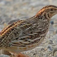 بلدرچین