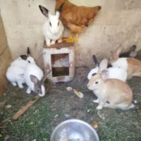 خرگوش|موش و خرگوش|اقبالیه, |دیوار