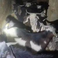 فروش چپش نر